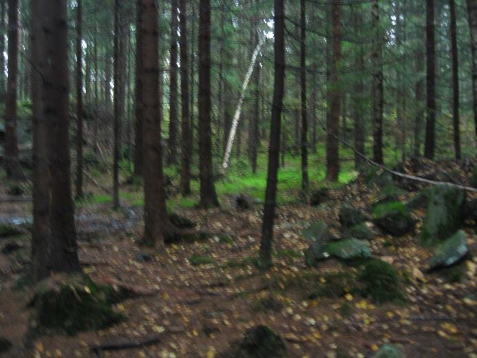 Etter tynningen kan området få utvikle seg fritt, med mindre det blir veldig tett skog, da kan man foreta avstandsregulering eller tynning.