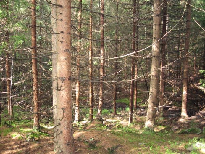 Tett plantet skog langs