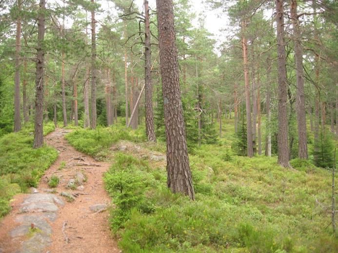 Bilder fra sentrum av delområdet. Enkelte unge grantrær vokser opp blant de store furutrærne.