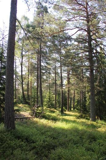 Det skal være en gradvis overgang fra furubestandet på åsen og ned til den gamle granskogen rundt åsen.