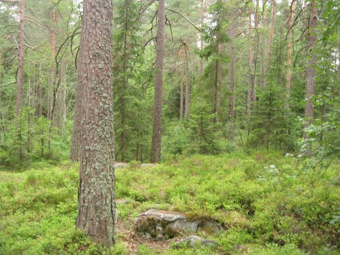 Åpen fin blandingsskog, men med tett oppslag av gran (i bakgrunnen). Mål for delområdet Å beholde en åpen til halvåpen, sjiktet barblandingsskog.