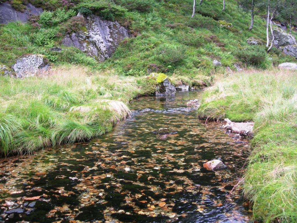 Det var normal vannføring, rolig strøm og vanntemperaturen var 1,6 C ved elektrofiske den 18. august. Det ble fanget totalt 11 aure på de 6 m² som ble overfisket, de fleste av aurene var årsyngel.