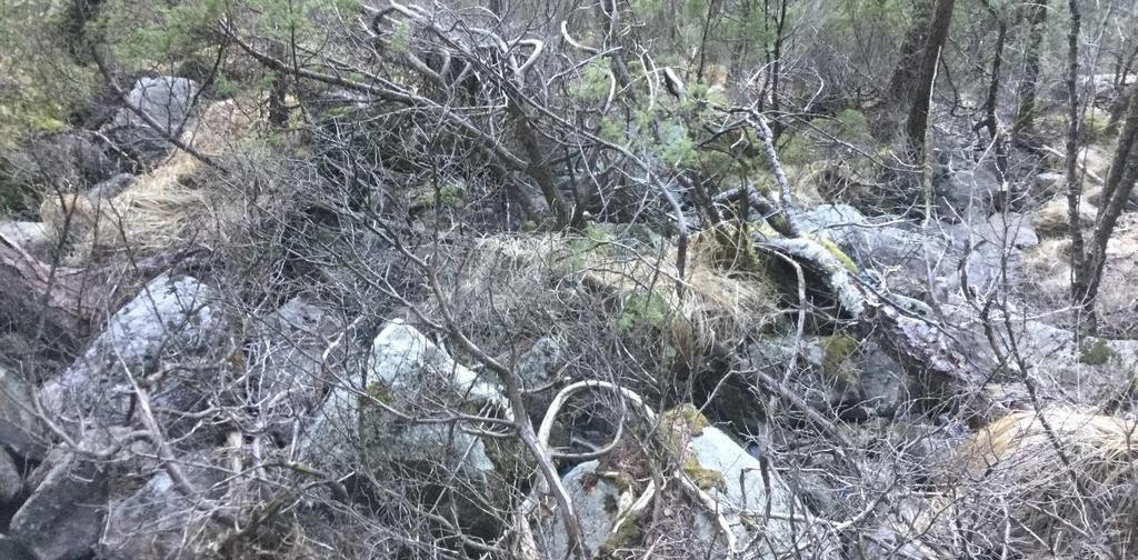 Under en del skrenter, men spesielt i tilknytning til bekken er det forekomster av blokker på opptil flere noen få m 3 (Figur 6).