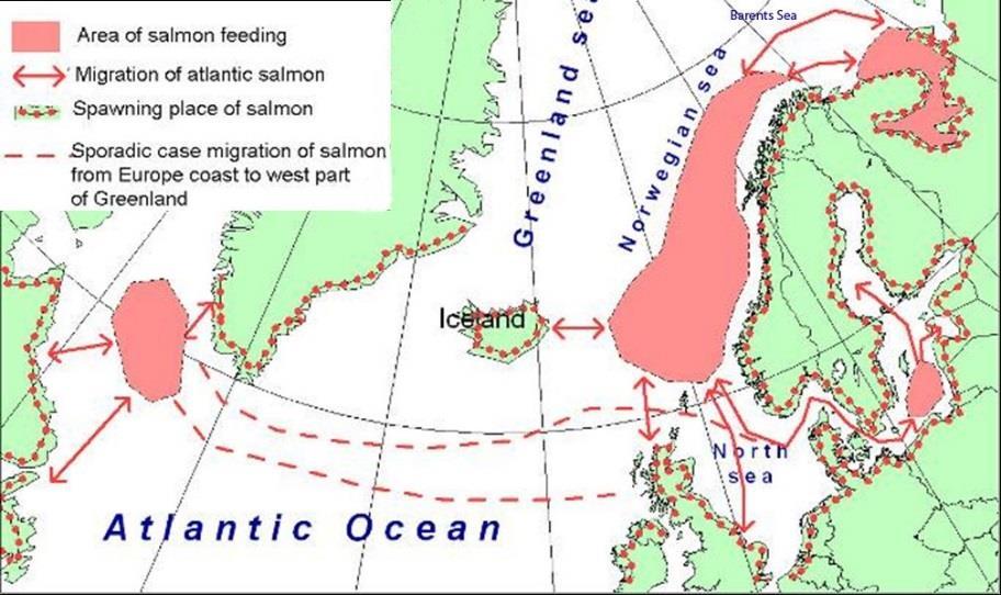 Nyere merkestudier tyder på at atlantisk laks fra elver i Finnmark (og med stor sannsynlighet også fra elver på Kola og øst til Pechoraelva) benytter havområdene mellom fastlands-norge og Svalbard