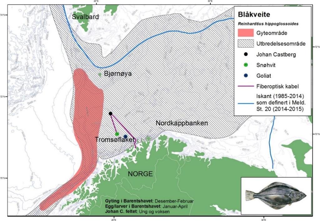 I tillegg til laks fra nordlige vassdrag, er det indikasjoner på at også laks fra flere europeiske bestander benytter det nordlige og østlige Barentshavet som oppvekstområde.