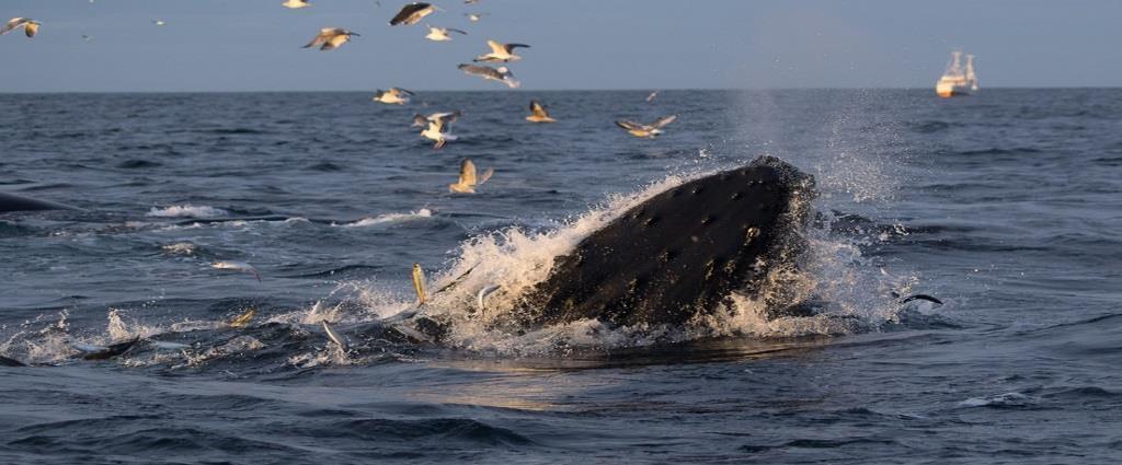 Havforskningsinstituttet (HI) utfører telletokt av hval i Barentshavet i juli hvert år.