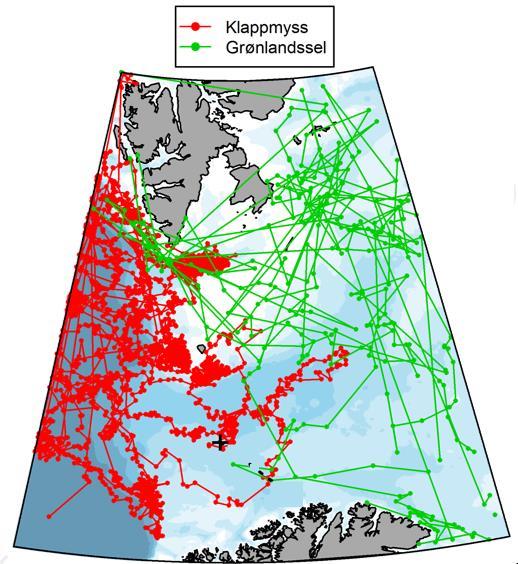 Figur 5-28 Vandringsmønster hos klappmyss og grønlandssel i Barentshavet, fra satellittmerket sel. Kilde: Akvaplan-niva /3/ Johan Castberg er markert med et kryss 5.