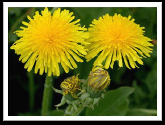 Løvetann ( Taraxacum