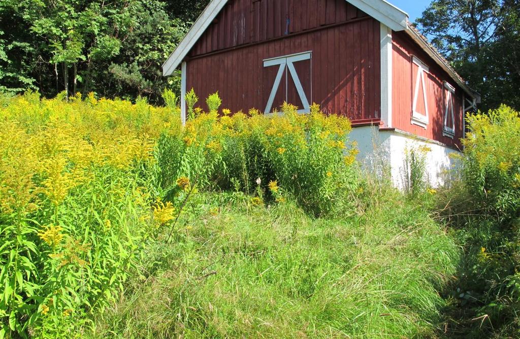 Østlandet Skjøtselplan for Huseby leir NV, slåttemark, Oslo kommune Kanadagullris truer engkvalitetene i hele det undersøkte området. Her rett vest for speiderhuset.