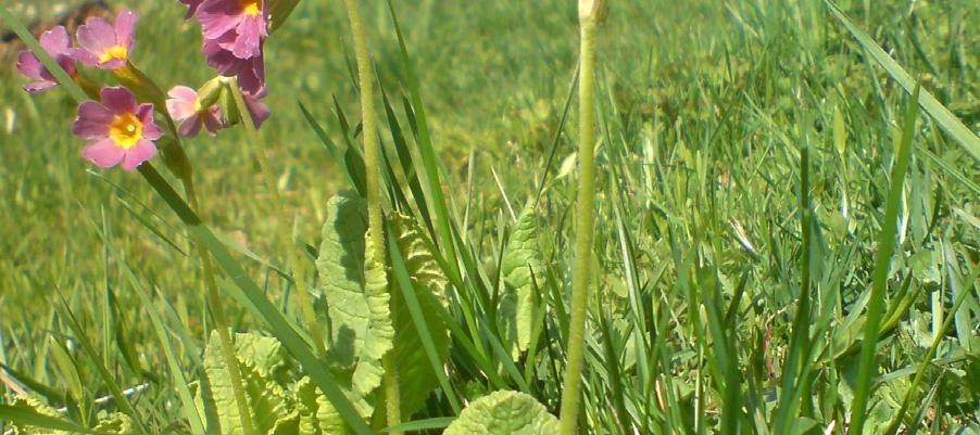 pratense, prestekrage Leucanthemum vulgare, mjødurt Filipendula ulmaria, aurikkelsveve Hieracium lactucella, nyseryllik Achillea ptarmica, raudknapp Knautia arvensis, grasstjerneblom Stellaria