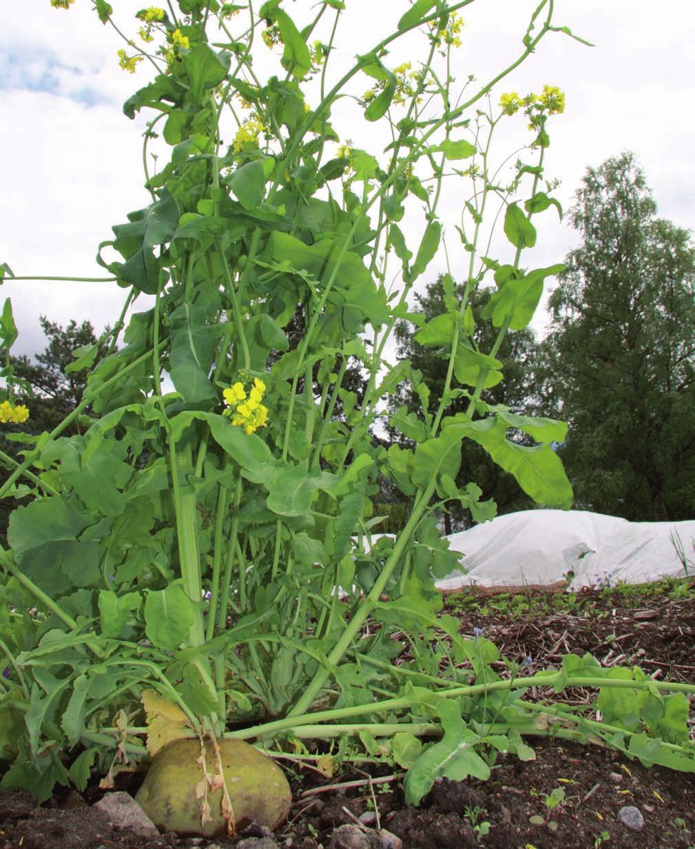 Nepe er en toårig plante som blomstrer og gir frø det andre