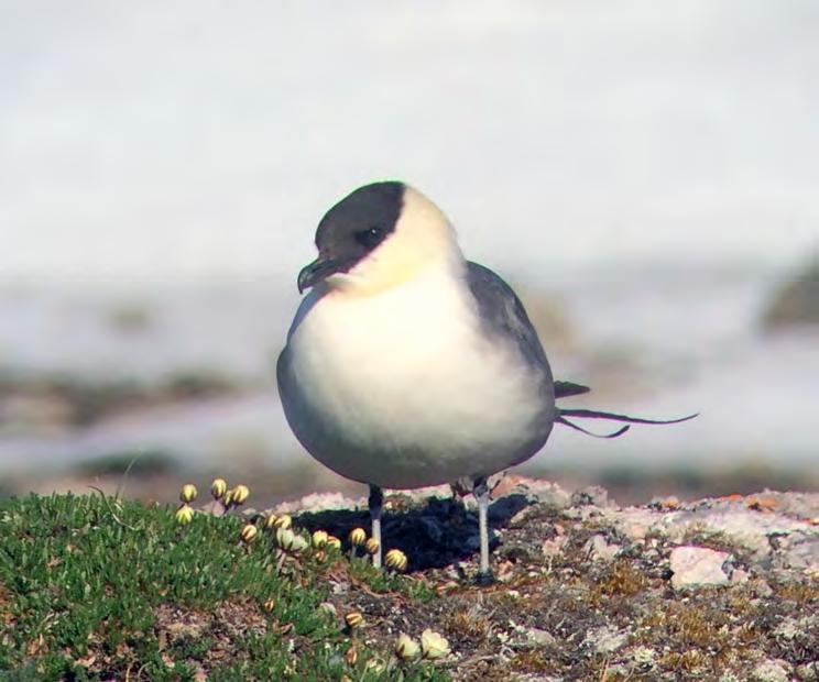 unge merket i 1987 som ble funnet skutt 50 dager senere 44 km fra merkeplass i Finnmark (Norsk ringmerkingsatlas). I 2010 startet vi en studie på Svalbard av fjelljo som benyttet lysloggere.