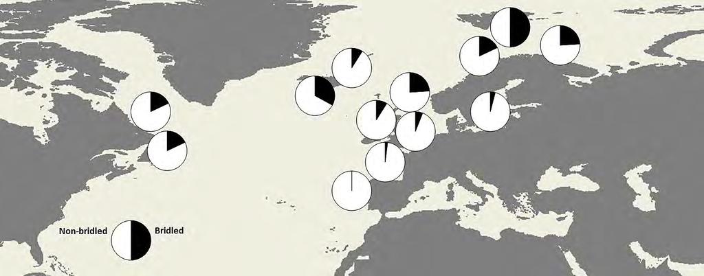 den andre, kan de ulike fargemorfene brukes som fenotypiske genetiske markører for å visualisere potensielle mikroevolusjonære prosesser. Er ringvi bedre tilpasset et kaldt klima?