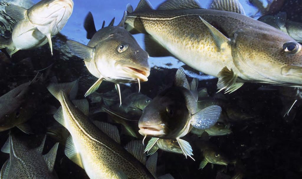 Utenfor Canada, på nordvestsiden av Atlanterhavet, har også torsken historisk sett vært den dominerende fiskearten, og torskefisket har hatt stor økonomisk og samfunnsmessig betydning.