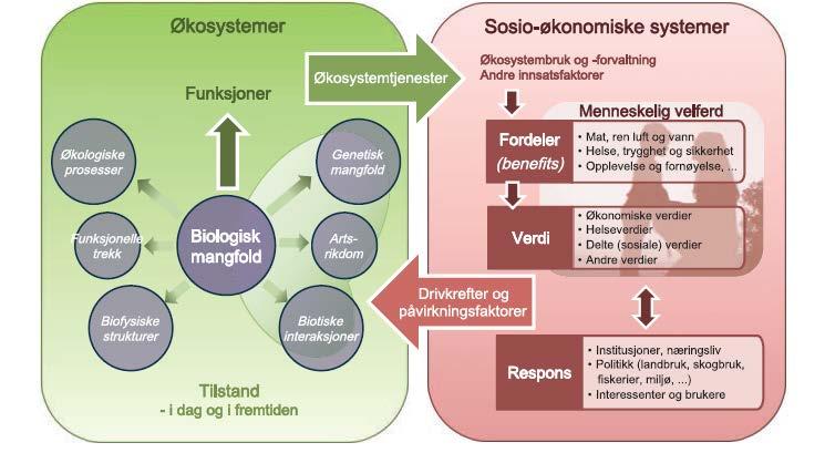 Sammenhengen mellom biologisk mangfold