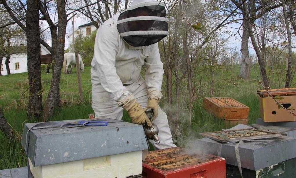 en bikoloni». Spesielt i USA og Sør-Europa er det rapportert om at bier flere steder forlater kuben og ikke kommer tilbake, men heller legger seg ned for å dø.