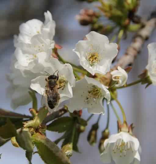 I Storbritannia er bestanden av honningbier halvert siden 1980-tallet. Her hjemme har vi så langt blitt skånet for massedød blant bier.