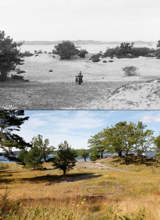 Jomfrulands gamle sanddynelandskap 1906. Sandbakken, Jomfruland.