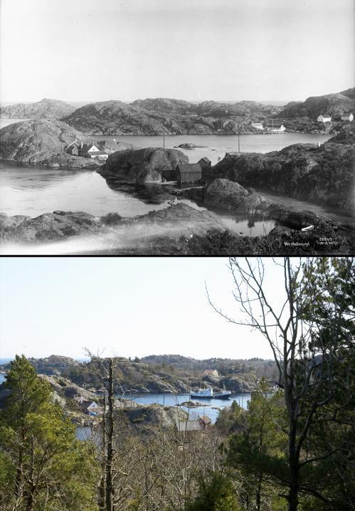 Enorm gjengroing langs Sørlandskysten 1923. Uthavna Ny Hellesund.