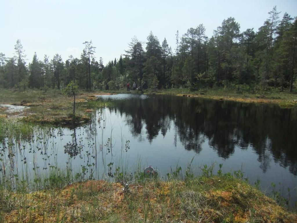 Raudmyrtjønna Ei relativt sur myrtjønn, som til tross for ph mellom 5,0 og 5,5 (Tabell 2) har en betydelig bestand av storsalamander (Skei 1991, 2009a,b, Thingstad et al. 2010).