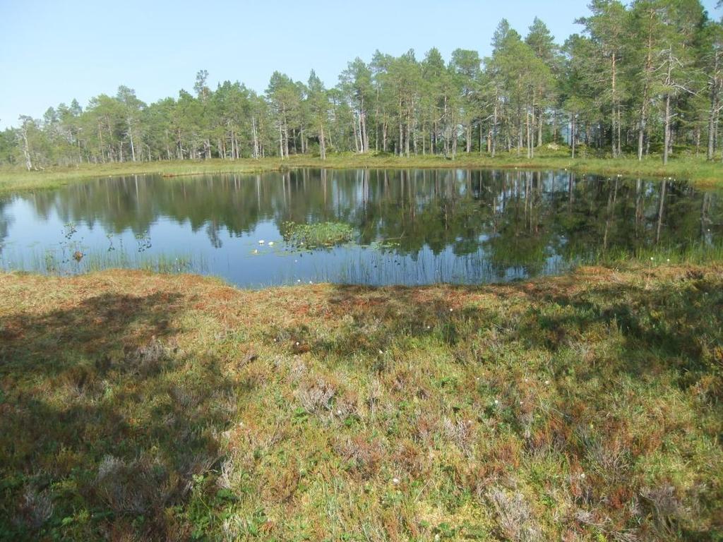 Hallguttutjønna Ei fin myrtjønn, men litt for sur for ynglende salamander (Fig. 7, Tabell 2).