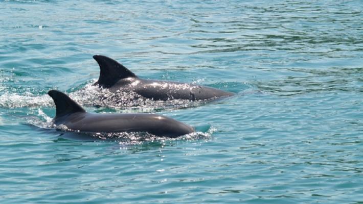 Opplev delfiner som svømmer fritt ved Lošinj-øyen. Veli Lošinj (6.2 km) Denne middelalderbyen er fra slutten av det 14. århundret og den eldste delen av byen er bygget rundt den romanske kirken St.