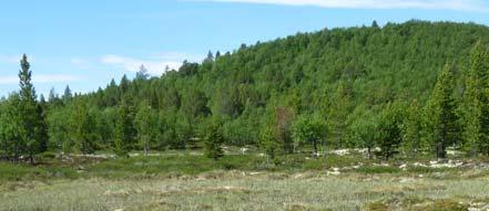 Dette er ikkje beitemark. Blautmyr vest for Høstsjøen (LOH). Storrsump på Lauvhaugen (GHS).