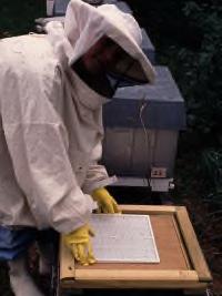 Provosert nedfallsprøve Større sikkerhet på prøvene Lite skadelig for biene Enkelt og raskt Trenger ikke å sendes inn annet enn ved sertifisering (dersom man ikke er sertifisert birøkter)
