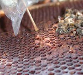symptomer Trådtrekkende larvemasse Fyrstikktesten Må verifiseres i laboratorium Symptomer Screening i 2006 538 honningprøver hentet ut fra leveranser