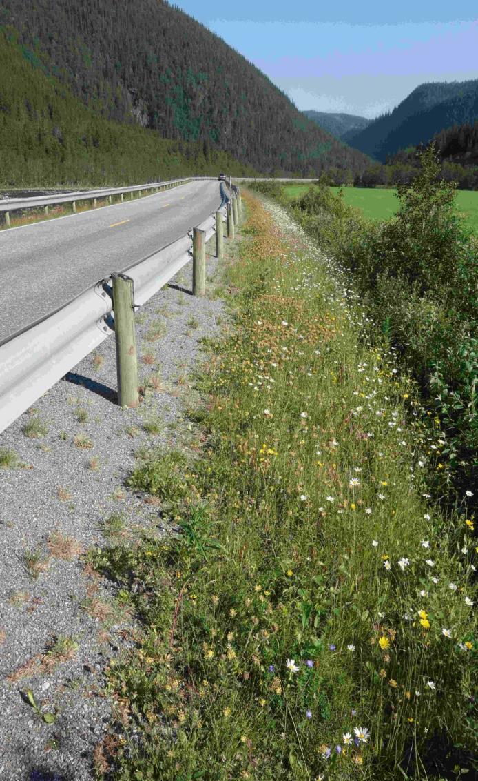 Artsrike vegkanter/ Ønska vegetasjon Høyt biologisk mangfold med mange arter og /eller arter som er truet (står på Norsk rødliste.) Kan være høyt opp på fjellet eller langt ut mot havet.