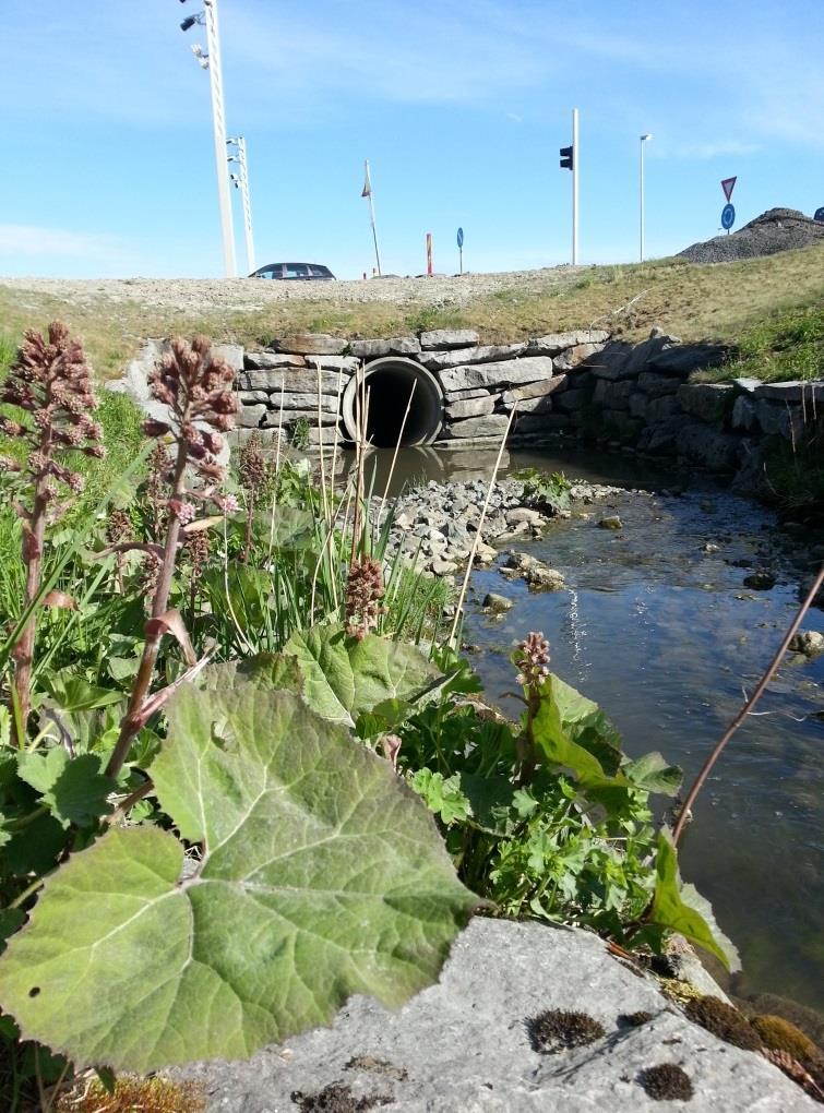 disse plantene betrakter vi som uønskede: