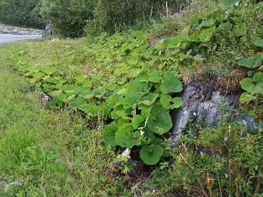 Forskrift om fremmede organismer «Formålet med forskriften