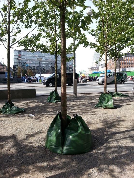 Følg opp plantet vegetasjon (busker, trær, stauder, sommerblomster, roser, løkplanter og gress) i garantitiden (3-5 første år etter planting).