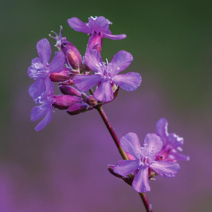 Kronen er vel duftende og har oransje flekker. Marianøkleblom er ganske vanlig på frisk, næringsrik jord. Finnes i åpen skog, slåtteog beitemark og veikanter. BLOMSTRER: April mai.