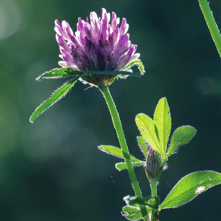 Finnes på beitemarker, slåttemark og skogkanter. Blomstrer: Juli september. Størrelse: 30 70 cm.