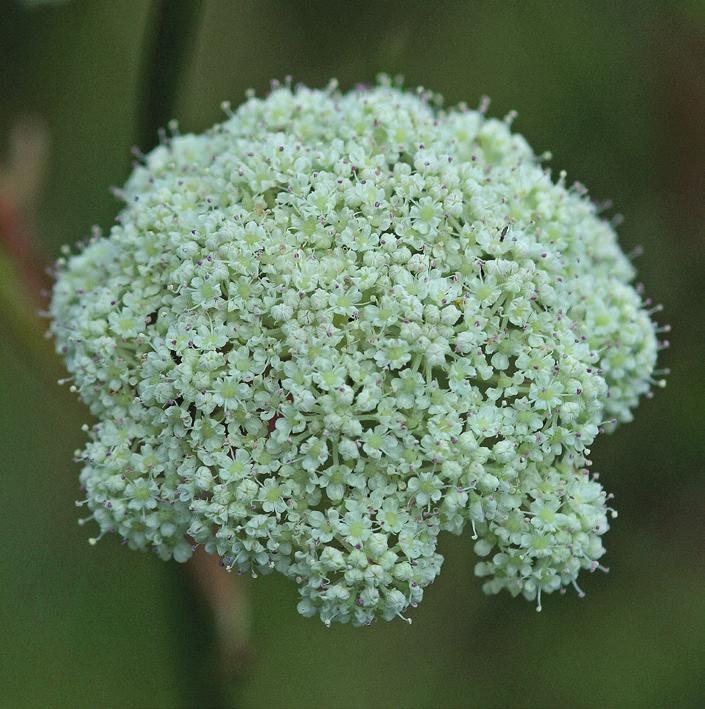 Fot o: B e rit Ny r u d HAGELUPIN lupinus polyphyllus Kjennetegn: Flerårig urt i erte blomstfamilien. Stengel er u greinet og håret. Bladene er mange koblet på lange skaft.