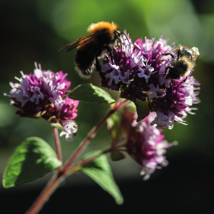 Foto: Bård Bredesen / Naturarkivet 18 BERGMYNTE Orgianum vulgare Kjennetegn: Flerårig urt i leppeblomstfamilien. Stengel er smal, korthåret, brunrødlig og forgreinet nær toppen. Blad er eggerunde.