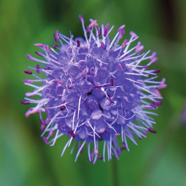 Finnes i tørr gressmark, slåttemark, steinete bakker, bergskrenter, kratt, veikanter. Blomstrer: Juli september Størrelse: 20 80 cm. Spiselig: Blad og blomst.