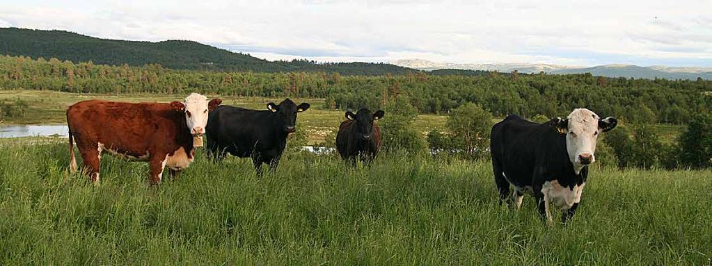 AKTIVITETER I STORFEKJØTTKONTROLLEN I 216 MEDLEMSVEKST Selv etter flere år med stor medlemsvekst ser vi at veksten fortsetter også i 216. Dette er svært gledelig!