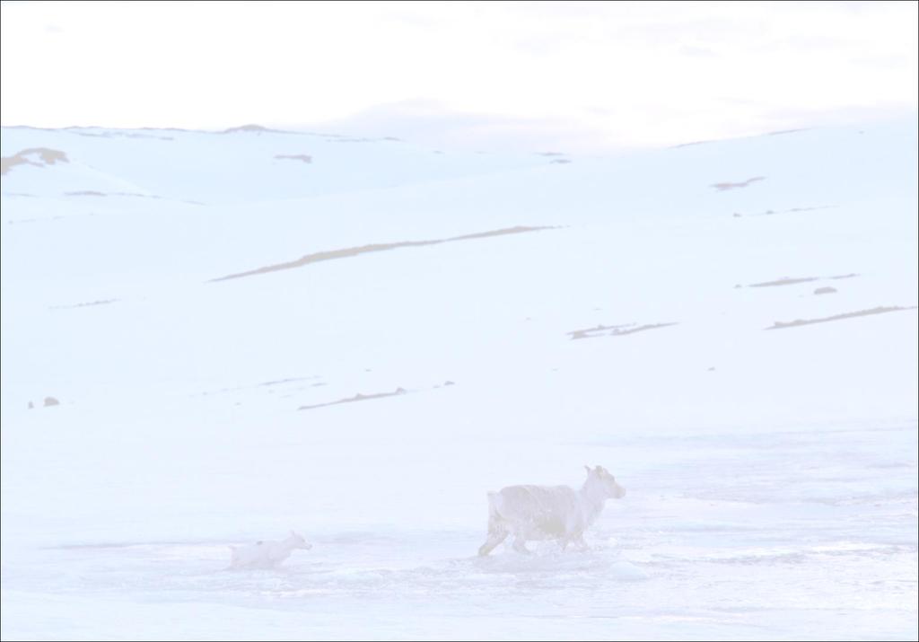 Gjennomsnittlig slaktevekt i kg for ti driftsår i de 4 nordligste reinbeiteområder Vest-Finnmark