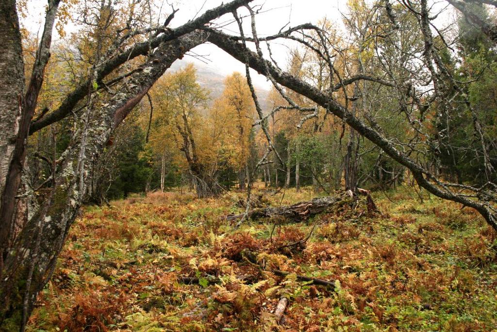 Høring - forslag til vern av Lauvsjøen naturreservat Lierne kommune Gudfjelløya