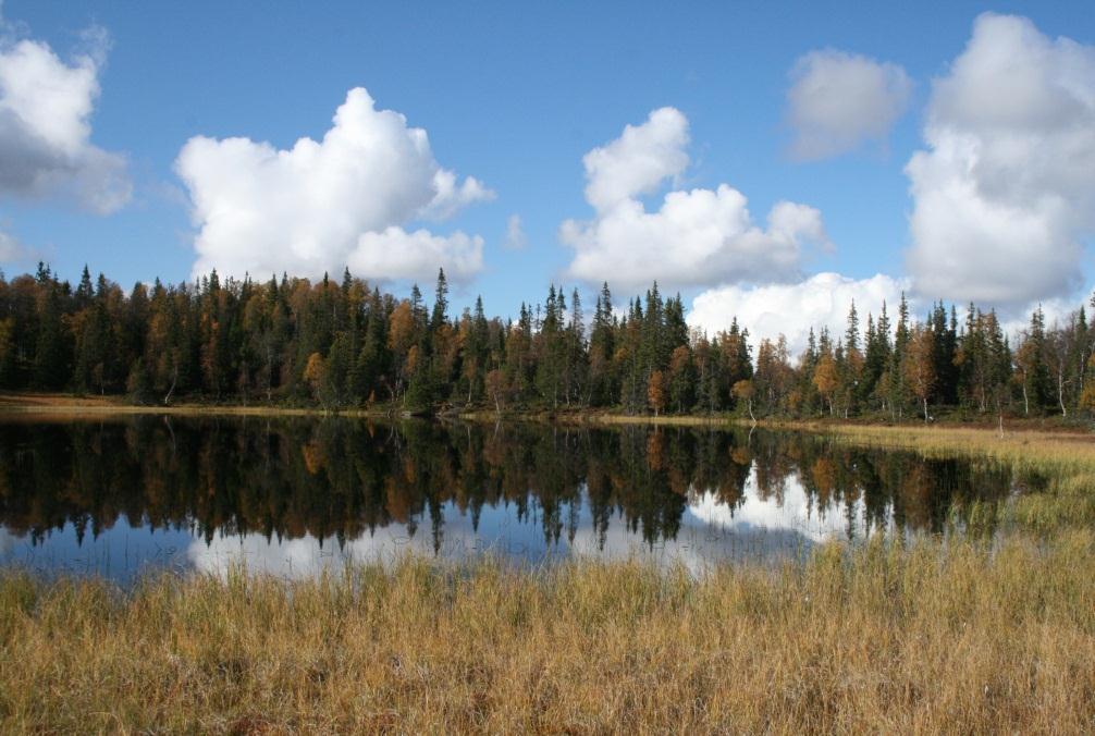 Skog, myr