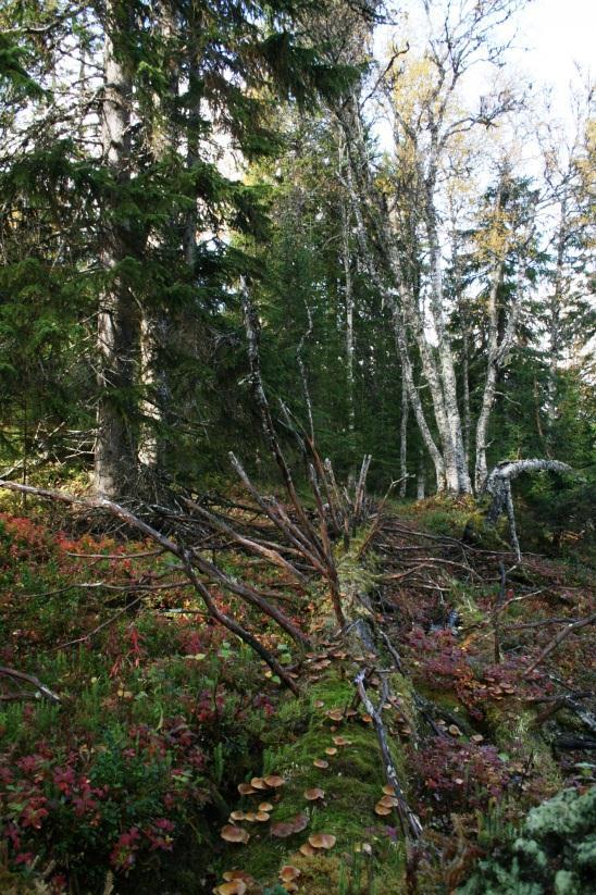 Nærmere om biologiske forutsetninger Omtrent halvparten av artene på Norsk Rødliste holder til i skog.