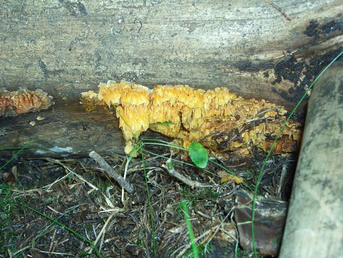 rosenkjuke og den sårbare klengekjuke (VU) og pastellkjuke (EN) er begge funnet én gang.