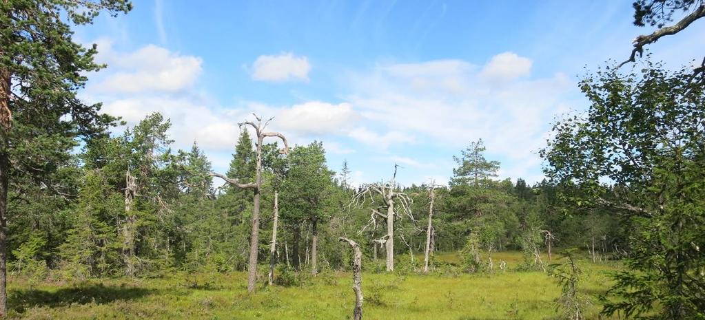 Vest for Snellingsrøysa NR i Lunner er terrenget flatt mens skrenten fra Storvasshaugen til Store Snellingen er svært bratt.