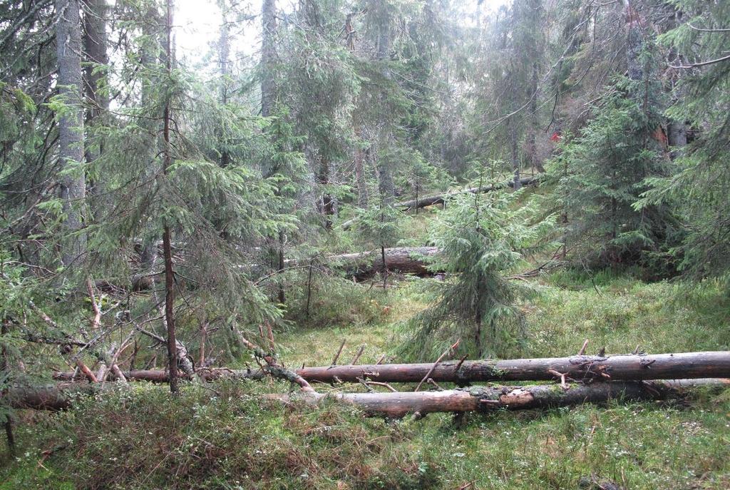 med spredt dødved i alle nedbrytningsstadier.