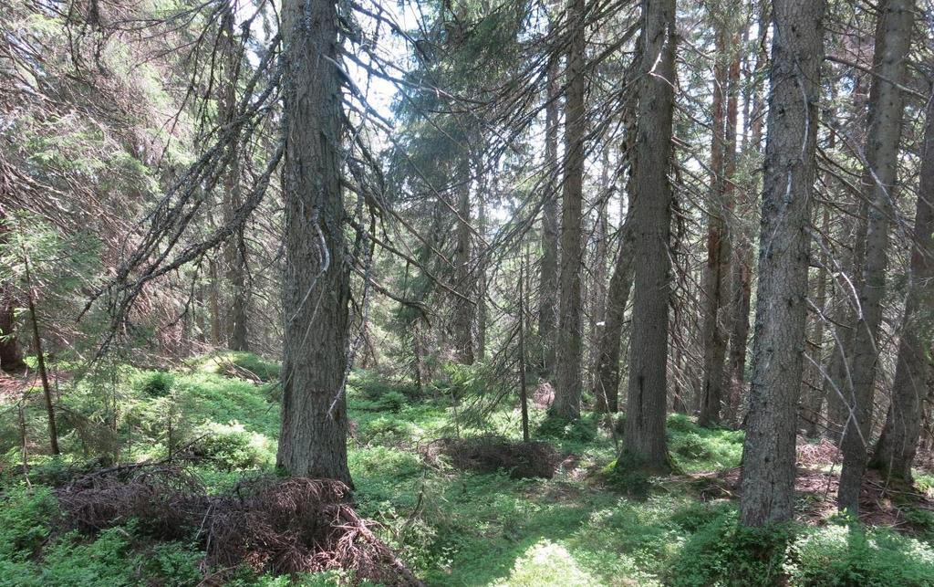 , utvikla naturskogsstrukturer og har ikke blitt like hard hogd. Ved Rundhaug er det et flere hundre dekar stort område med yngre planta kulturskog (se diskusjoner om avgrensning).