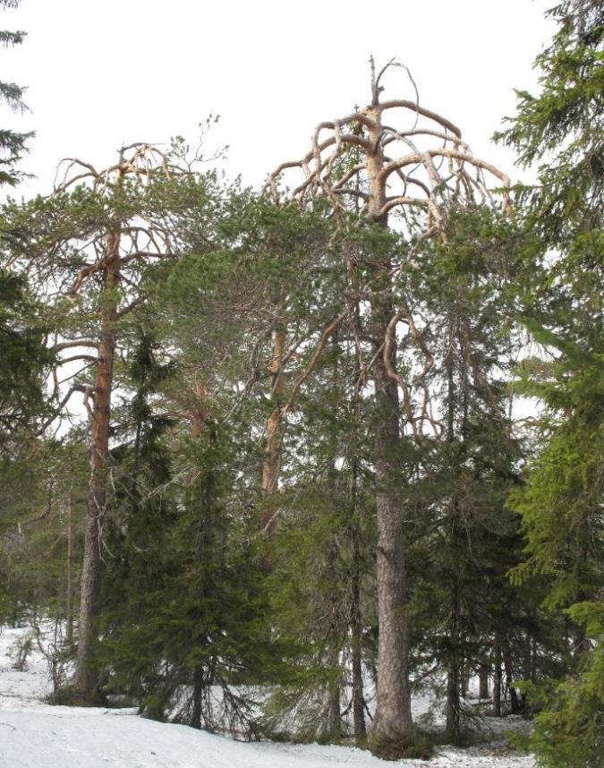 kjerneområdet Rundhaug. Skogen i bakgrunnen er klart yngre. Figur 8.