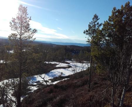 Posten er plassert på furua du ser på bildet, ved Bønnslåttin (på kartet Bjørnslåtten) på et av vegens høyeste punkter, ca. 800 m fra parkeringsplassen.