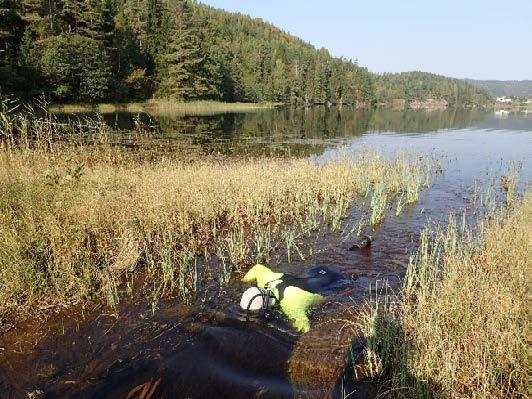 Bilde 1. Søk etter elvemusling gjennom snorkling. Foto: Bjørn Mejdell Larsen.